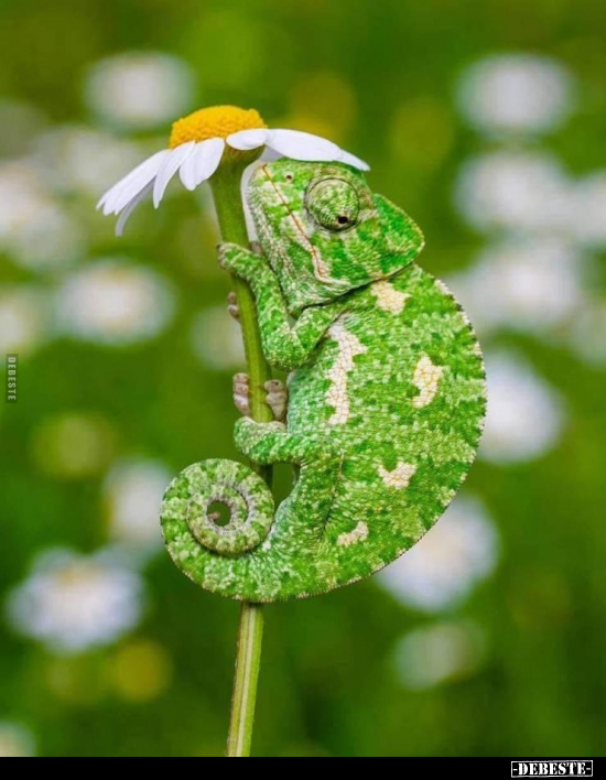  - Lustige Bilder | DEBESTE.de