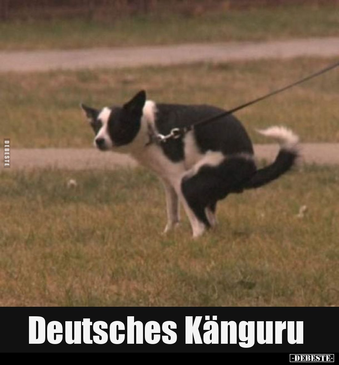 Deutsches Känguru.. - Lustige Bilder | DEBESTE.de