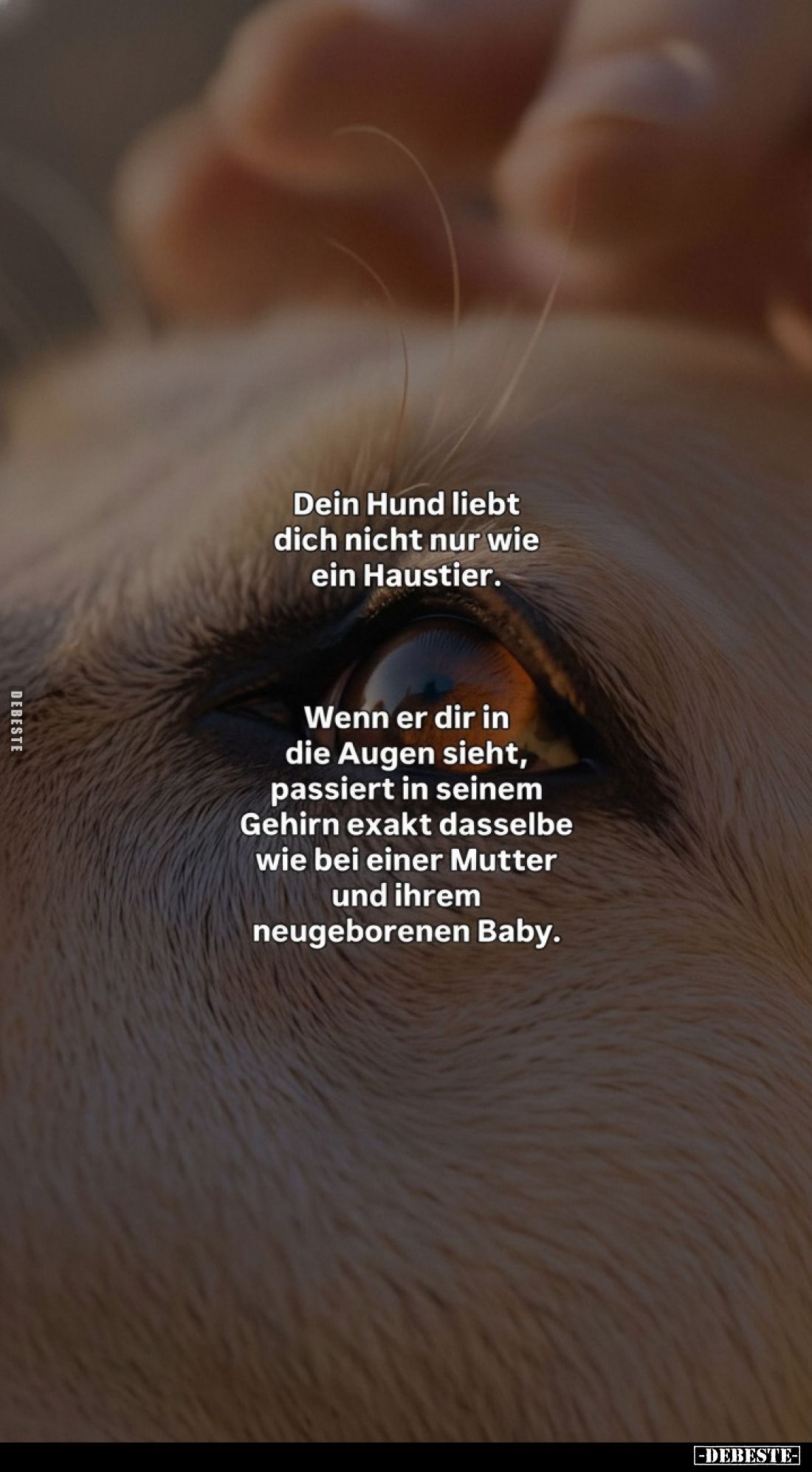 Dein Hund liebt dich nicht nur wie ein Haustier.
Wenn er dir in die Augen sieht, passiert in seinem Gehirn exakt dasselbe wi...