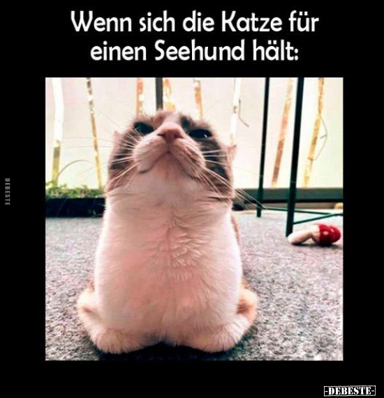 Wenn sich die Katze für einen Seehund hält.. - Lustige Bilder | DEBESTE.de