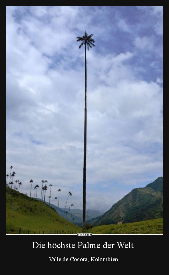 Die höchste Palme der Welt - Valle de Cocora, Kolumbien.. - Lustige Bilder | DEBESTE.de