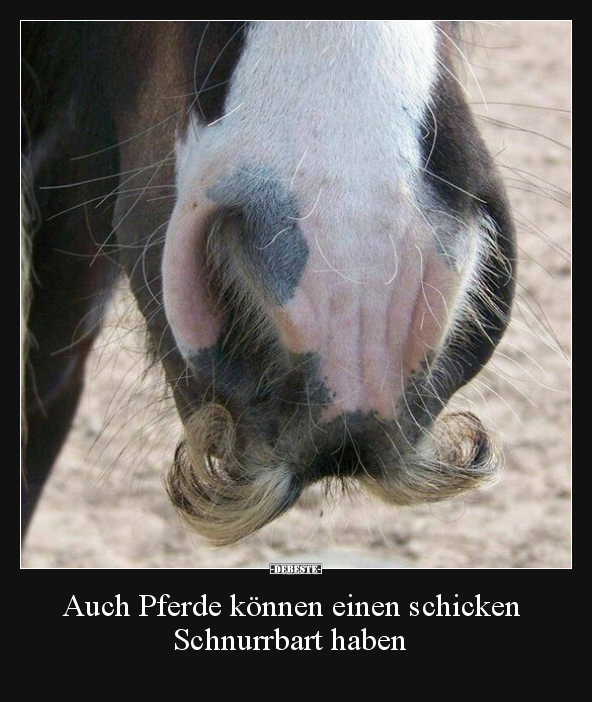 Auch Pferde können einen schicken Schnurrbart haben.. - Lustige Bilder | DEBESTE.de