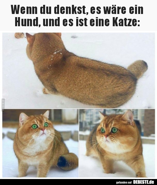 Wenn du denkst, es wäre ein Hund, und es ist eine..