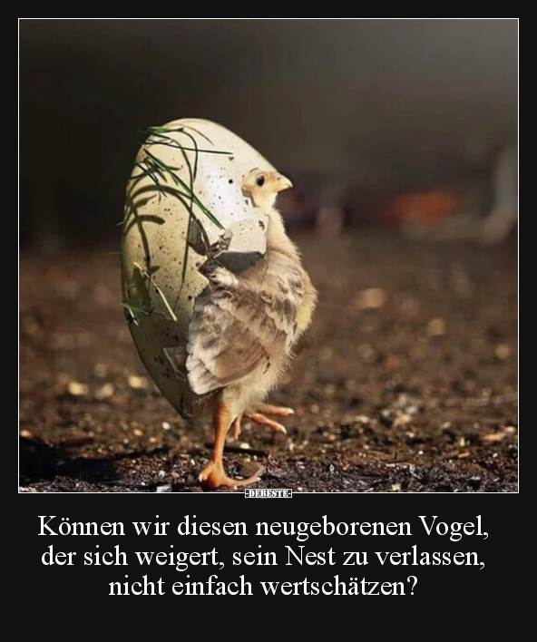 Können wir diesen neugeborenen Vogel, der sich weigert.. - Lustige Bilder | DEBESTE.de