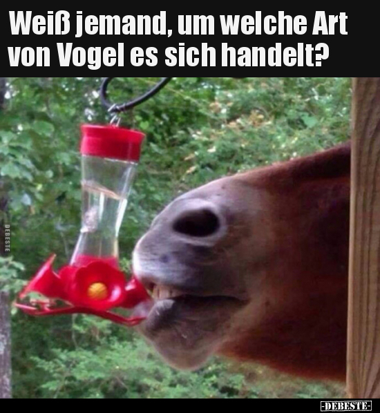 Weiß jemand, um welche Art von Vogel es sich handelt?.. - Lustige Bilder | DEBESTE.de
