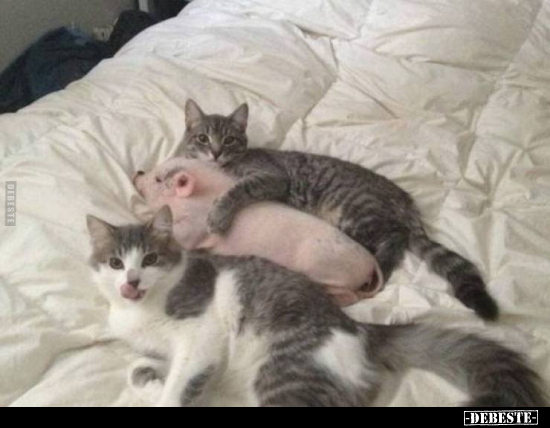  - Lustige Bilder | DEBESTE.de