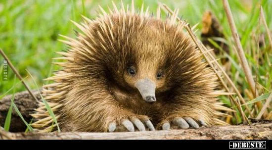  - Lustige Bilder | DEBESTE.de