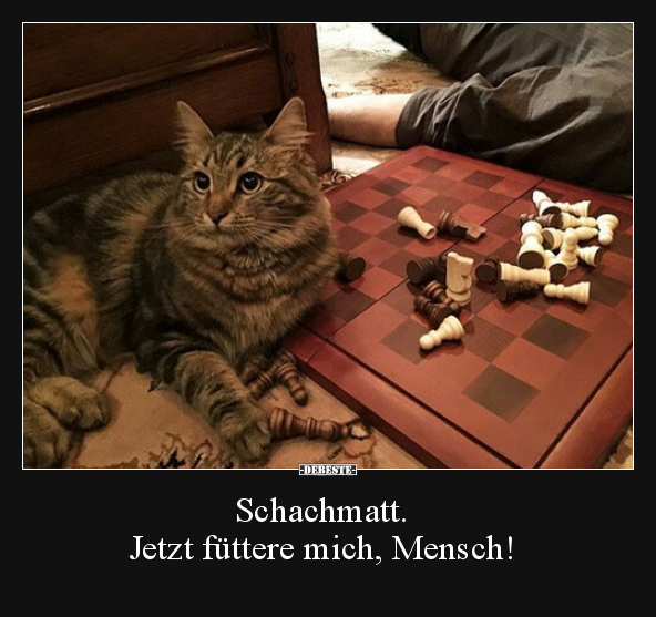 Schachmatt. Jetzt füttere mich, Mensch!.. - Lustige Bilder | DEBESTE.de