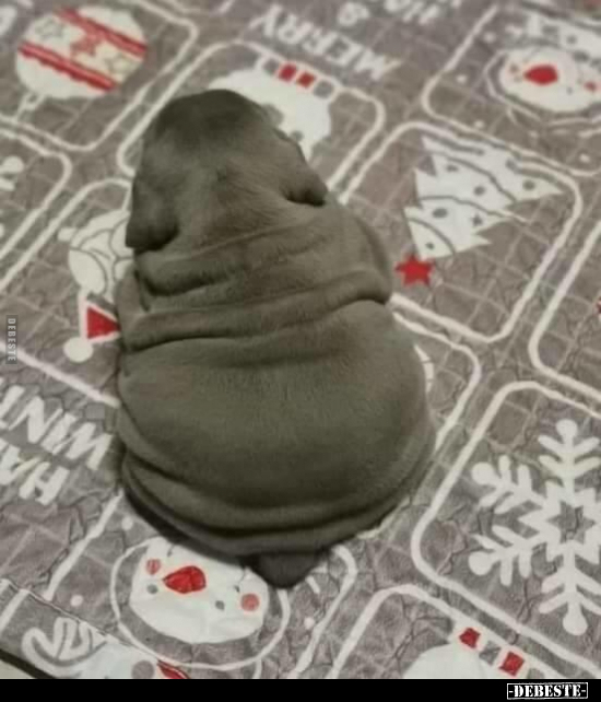  - Lustige Bilder | DEBESTE.de