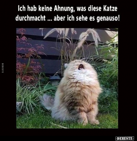 Ich hab keine Ahnung, was diese Katze durchmacht... aber.. - Lustige Bilder | DEBESTE.de