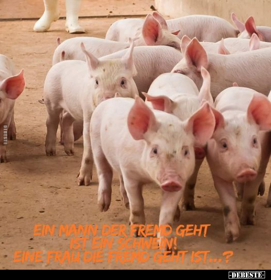 Ein Schwein Bilder Lustig Kostenlos DEBESTE de