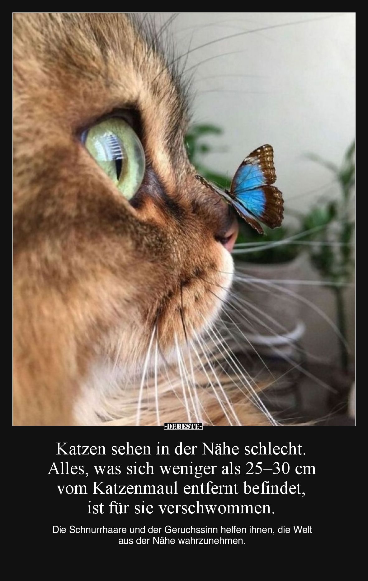 Katzen sehen in der Nähe schlecht. Alles, was sich weniger als 25–30 cm vom Katzenmaul entfernt befindet, ist für sie verschw...