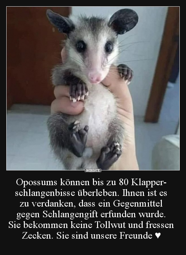 Opossums können bis zu 80 Klapperschlangenbisse.. - Lustige Bilder | DEBESTE.de
