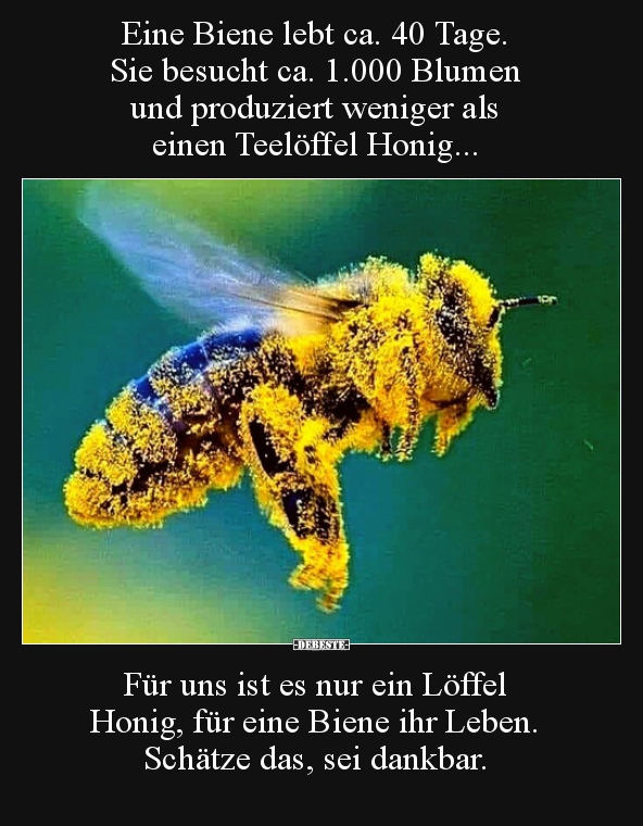 Eine Biene lebt ca. 40 Tage. Sie besucht ca. 1.000 Blumen.. - Lustige Bilder | DEBESTE.de