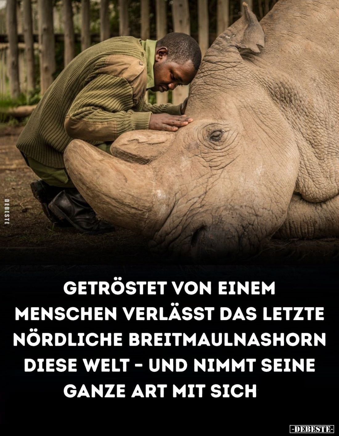 Getröstet von einem Menschen verlässt das letzte nördliche Breitmaulnashorn diese Welt - und nimmt seine ganze Art mit sich.