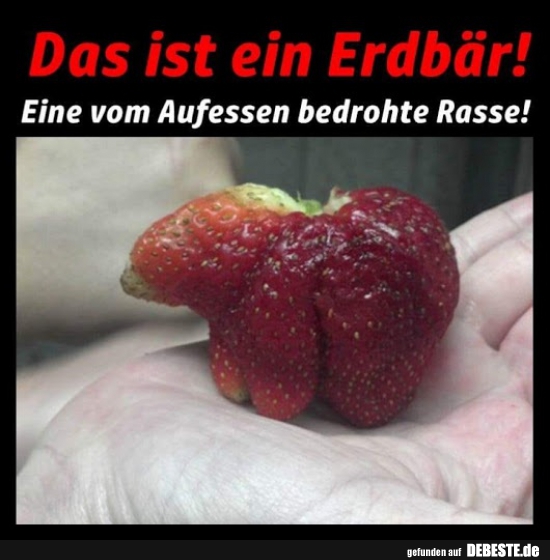 Das ist ein Erdbär! - Lustige Bilder | DEBESTE.de