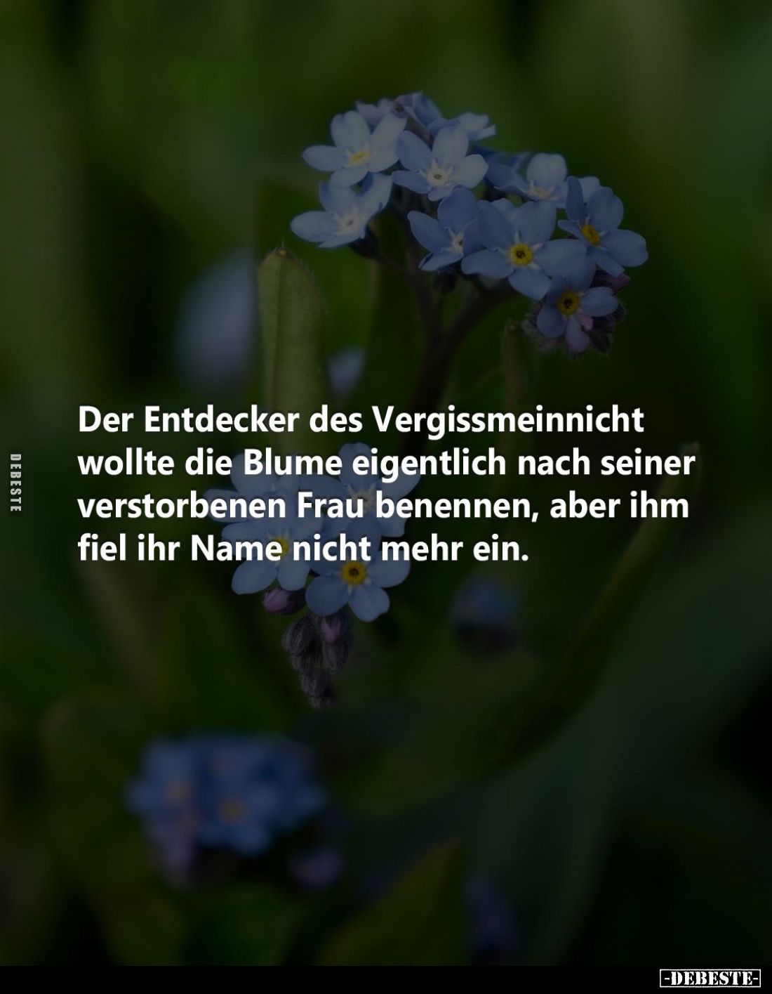 Der Entdecker des Vergissmeinnicht wollte die Blume eigentlich nach seiner verstorbenen Frau benennen, aber ihm fiel ihr Name...