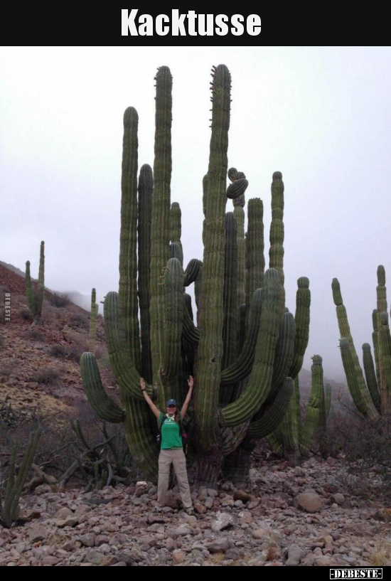 Kacktusse..