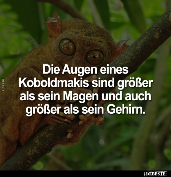 Die Augen eines Koboldmakis sind größer als.. - Lustige Bilder | DEBESTE.de