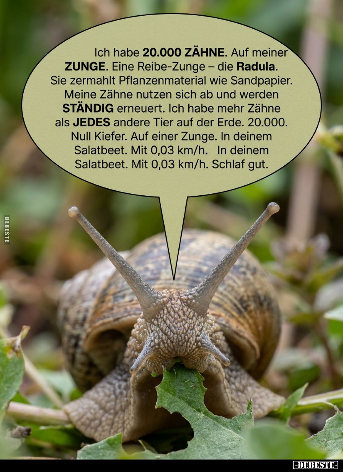 Ich habe 20.000 ZÄHNE. Auf meiner ZUNGE. Eine Reibe-Zunge - die Radula. Sie zermahlt Pflanzenmaterial wie Sandpapier.
Meine ...