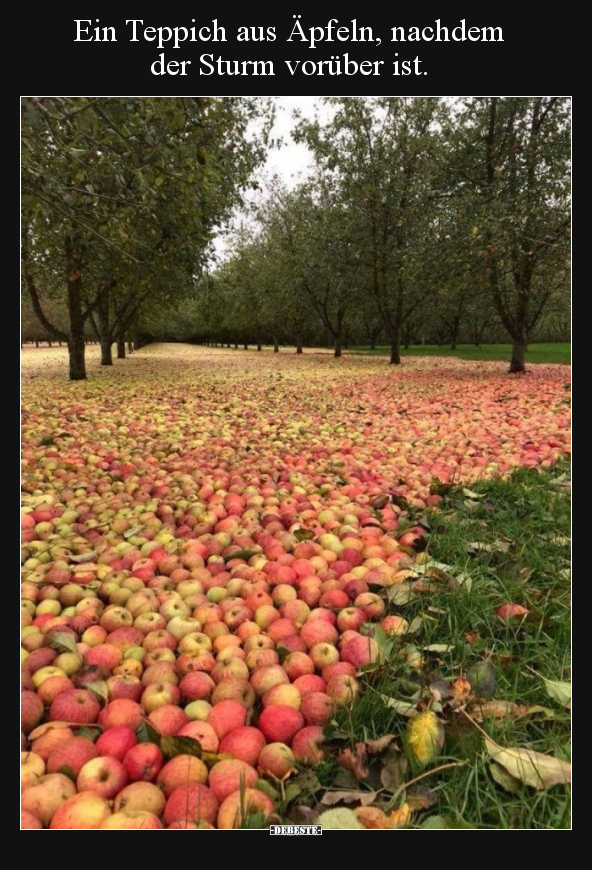 Ein Teppich aus Äpfeln, nachdem der Sturm vorüber ist... - Lustige Bilder | DEBESTE.de