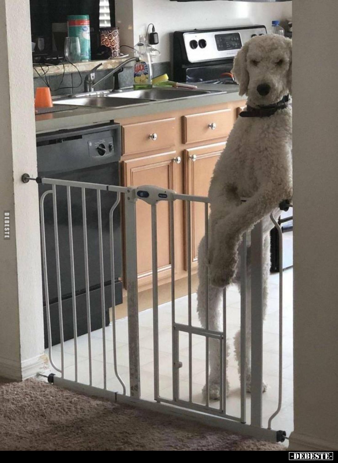  - Lustige Bilder | DEBESTE.de