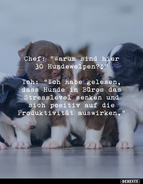 Chef: "Warum sind hier 30 Hundewelpen?!".. - Lustige Bilder | DEBESTE.de
