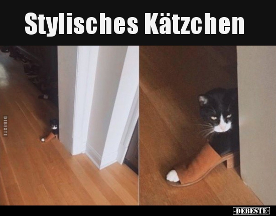Stylisches Kätzchen..