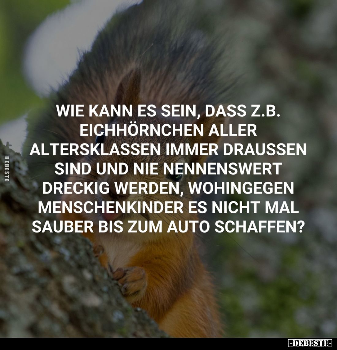 Wie kann es sein, dass z.B. Eichhörnchen aller Altersklassen immer draussen sind und nie nennenswert dreckig werden, wohingeg...