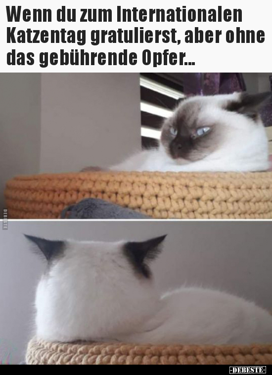 Wenn du zum Internationalen Katzentag gratulierst, aber.. - Lustige Bilder | DEBESTE.de