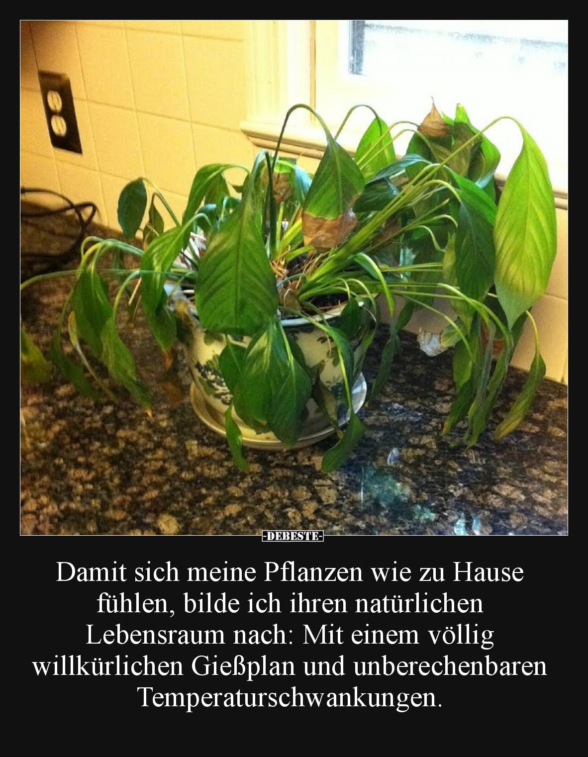 Damit sich meine Pflanzen wie zu Hause fühlen, bilde ich ihren natürlichen Lebensraum nach: mit einem völlig willkürlichen Gi...