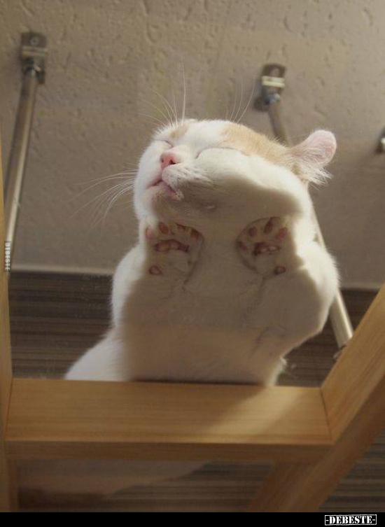  - Lustige Bilder | DEBESTE.de