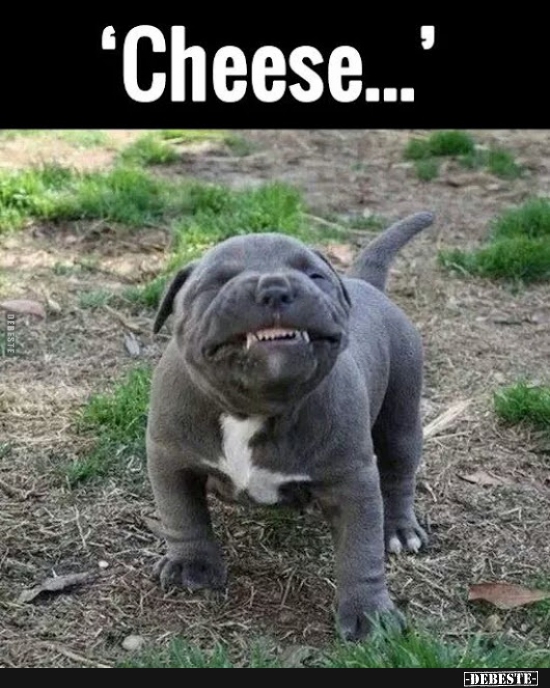 Cheese...