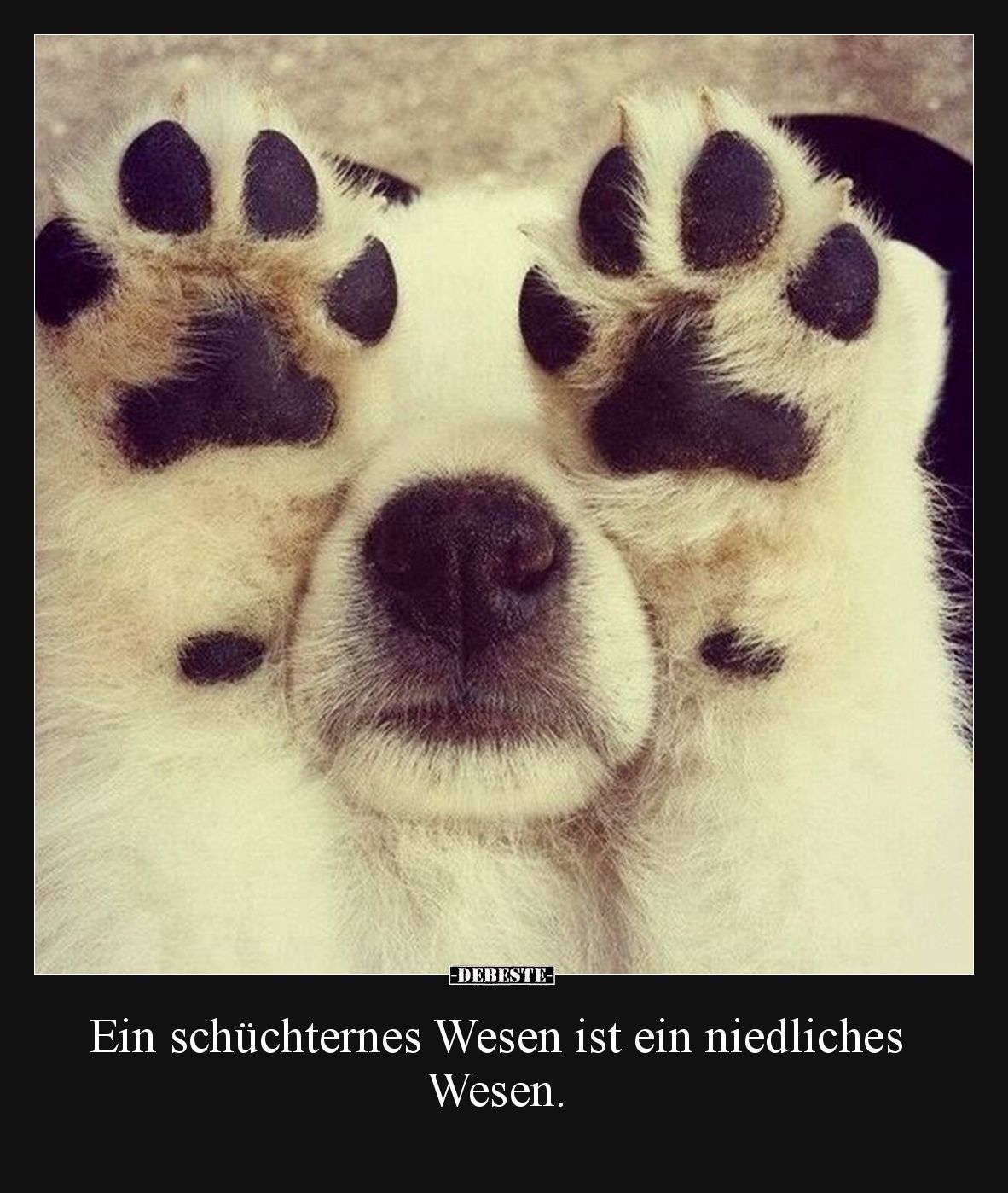 Ein schüchternes Wesen ist ein niedliches Wesen... - Lustige Bilder | DEBESTE.de