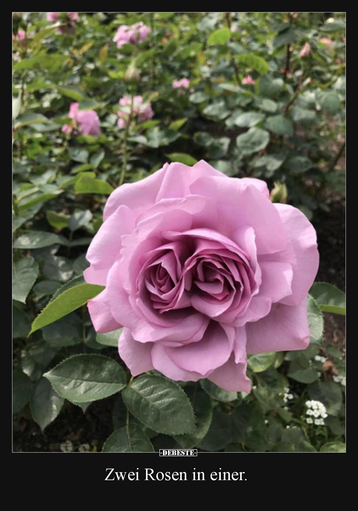 Zwei Rosen in einer... - Lustige Bilder | DEBESTE.de