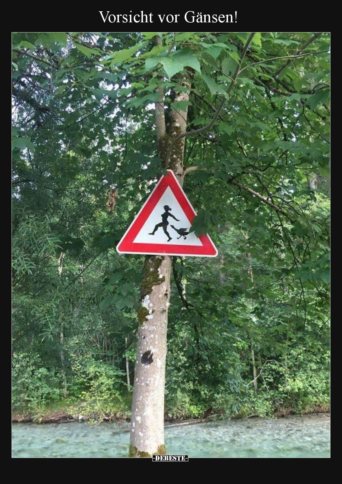 Vorsicht vor Gänsen!.. - Lustige Bilder | DEBESTE.de