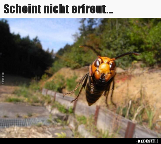 Scheint nicht erfreut...