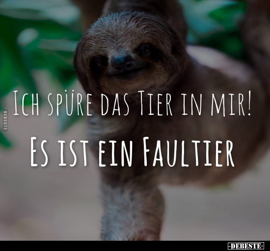 Ich spüre heute das Tier in mir. Es ist das Faultier... - Lustige Bilder | DEBESTE.de