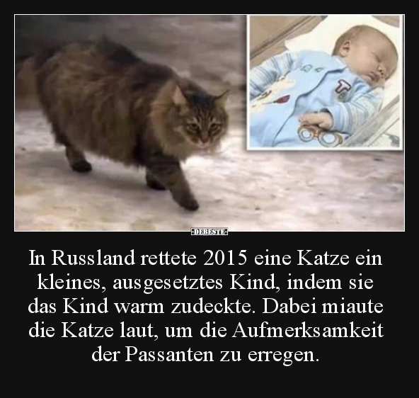 In Russland rettete 2015 eine Katze ein kleines..