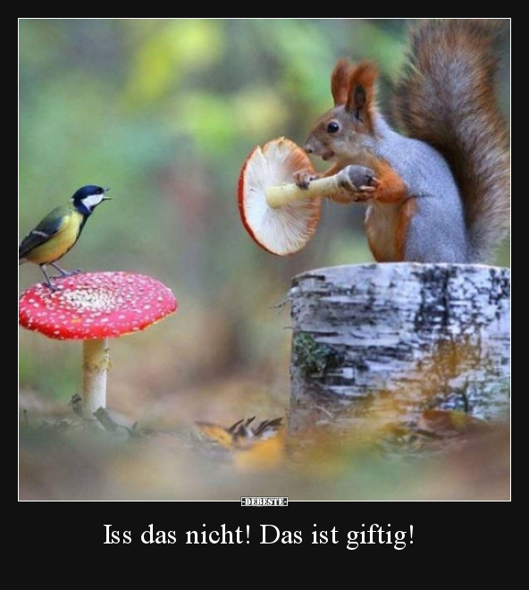 Iss das nicht! Das ist giftig!..