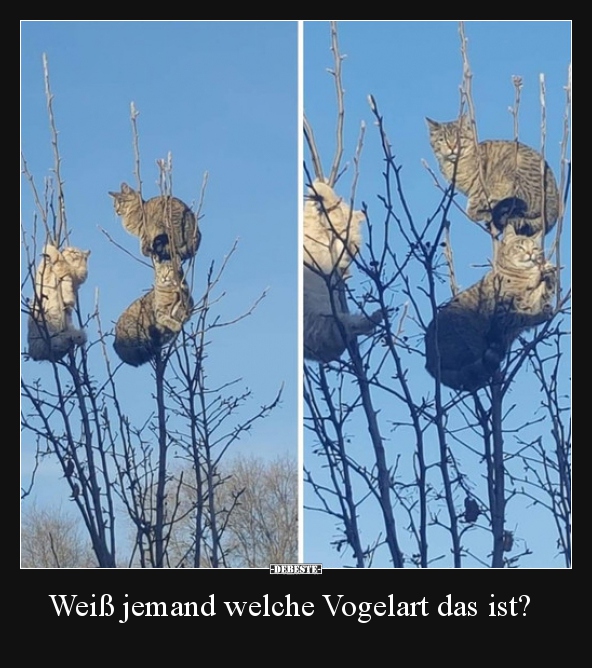 Weiß jemand welche Vogelart das ist?.. - Lustige Bilder | DEBESTE.de