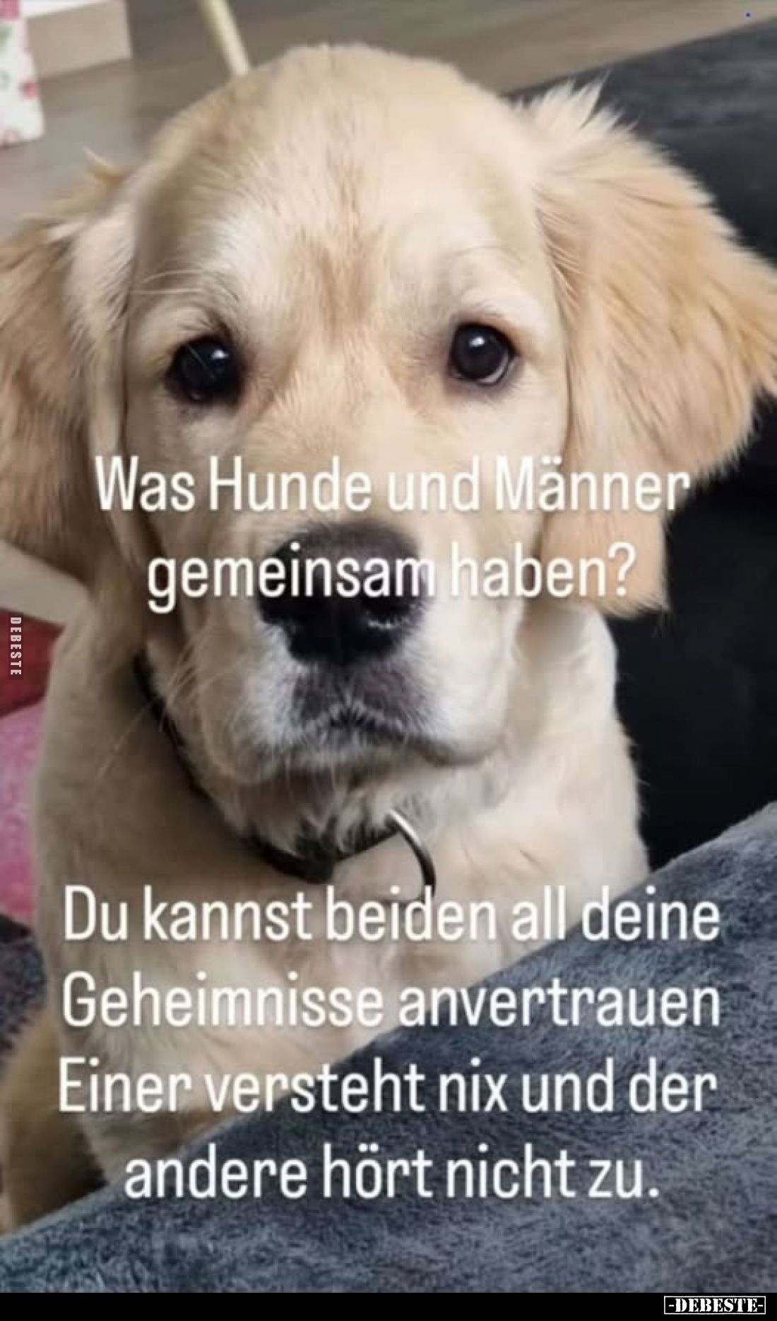 Was Hunde und Männer gemeinsam haben?
Du kannst beiden all deine Geheimnisse anvertrauen Einer versteht nix und der andere h...