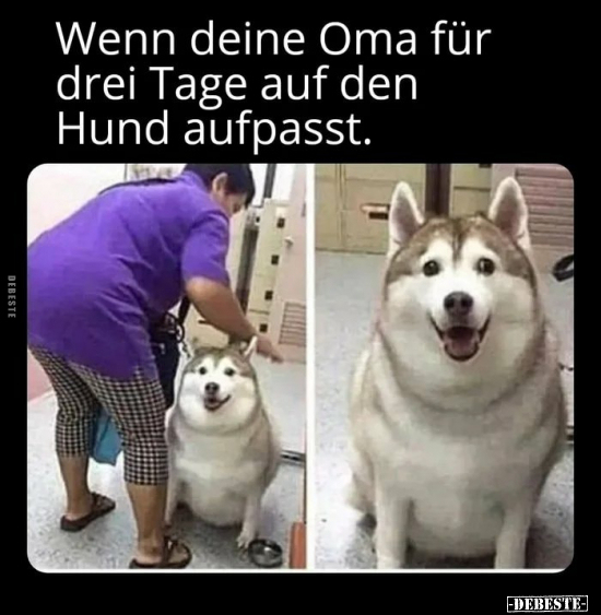 Wenn deine Oma für drei Tage auf den Hund aufpasst... - Lustige Bilder | DEBESTE.de