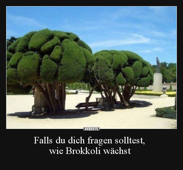 Falls du dich fragen solltest, wie Brokkoli wächst..
