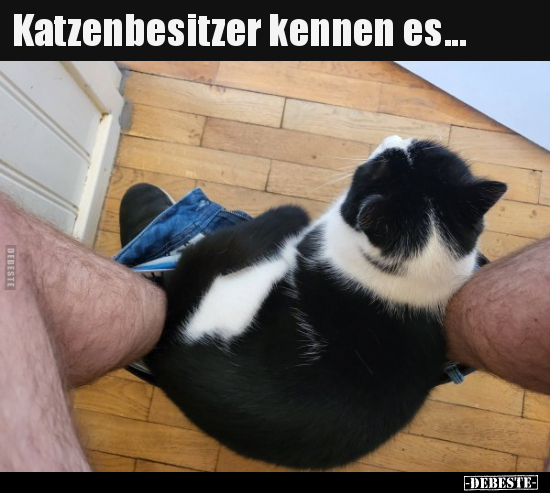 Katzenbesitzer kennen es... - Lustige Bilder | DEBESTE.de
