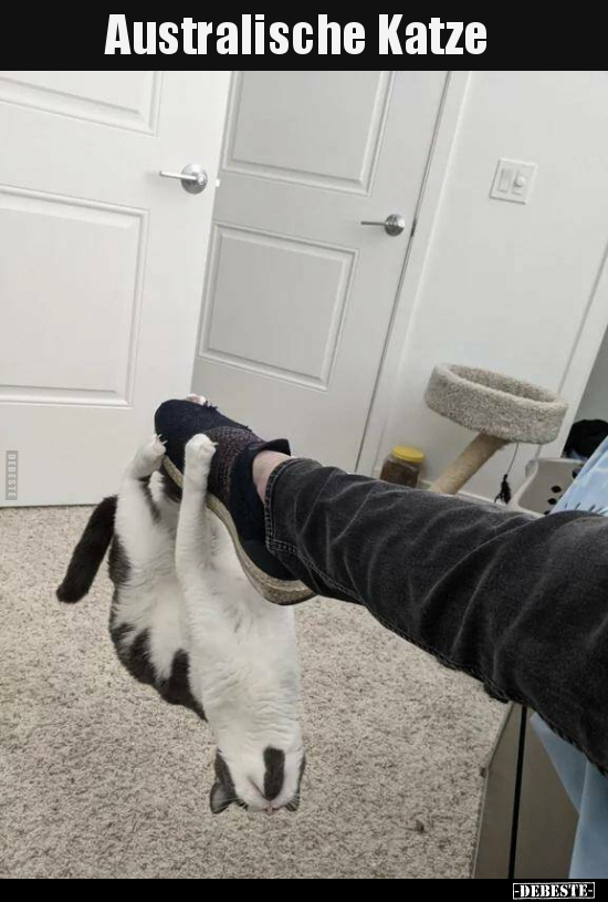 Australische Katze..