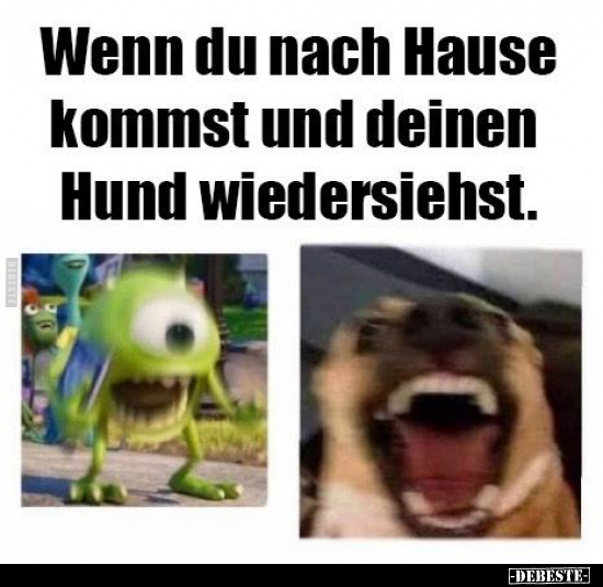 Wenn du nach Hause kommst und deinen Hund wiedersiehst...
