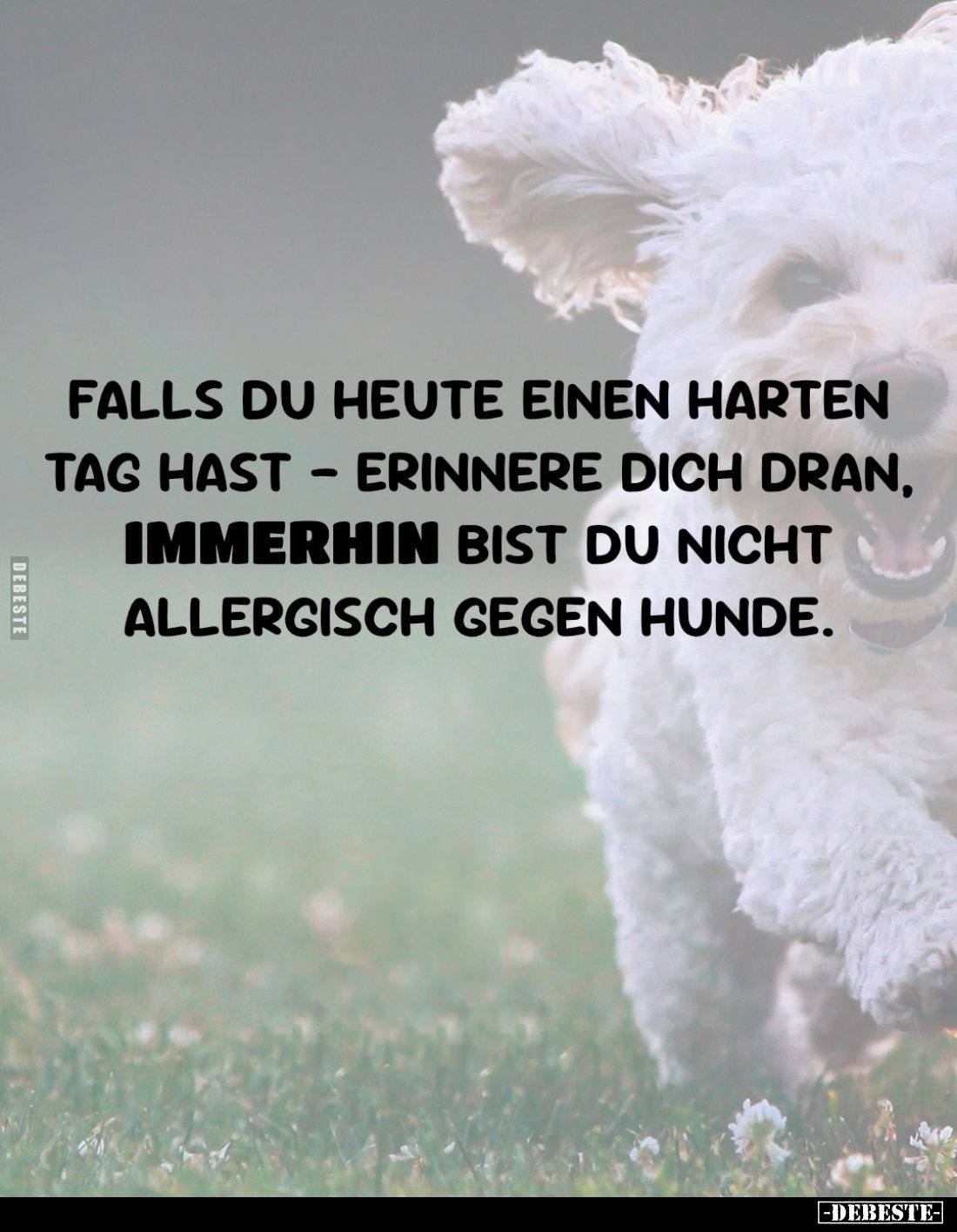 Falls du heute einen harten Tag hast – erinnere dich dran, immerhin bist du nicht allergisch gegen Hunde.