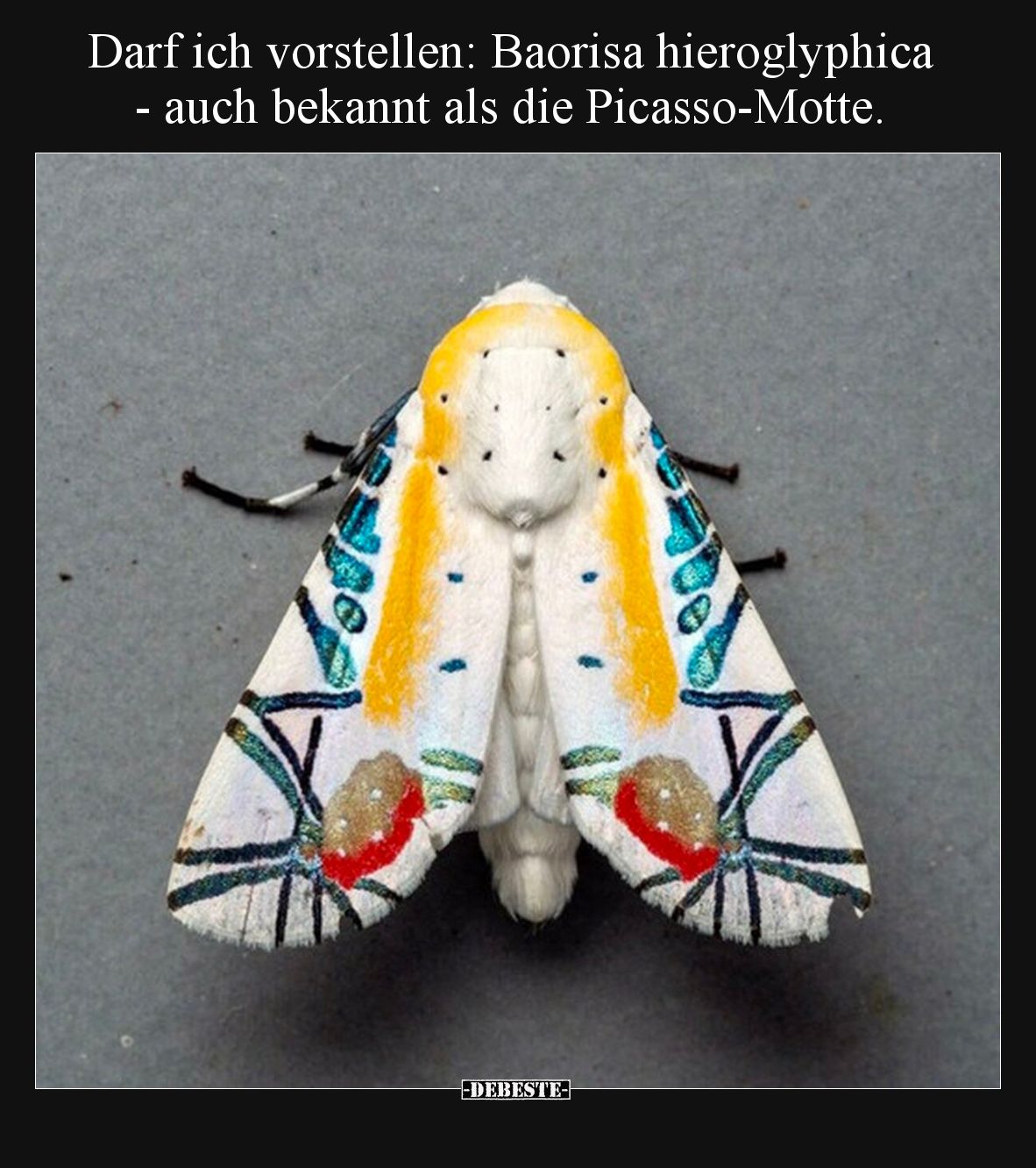 Darf ich vorstellen: Baorisa hieroglyphica - auch bekannt als die Picasso-Motte