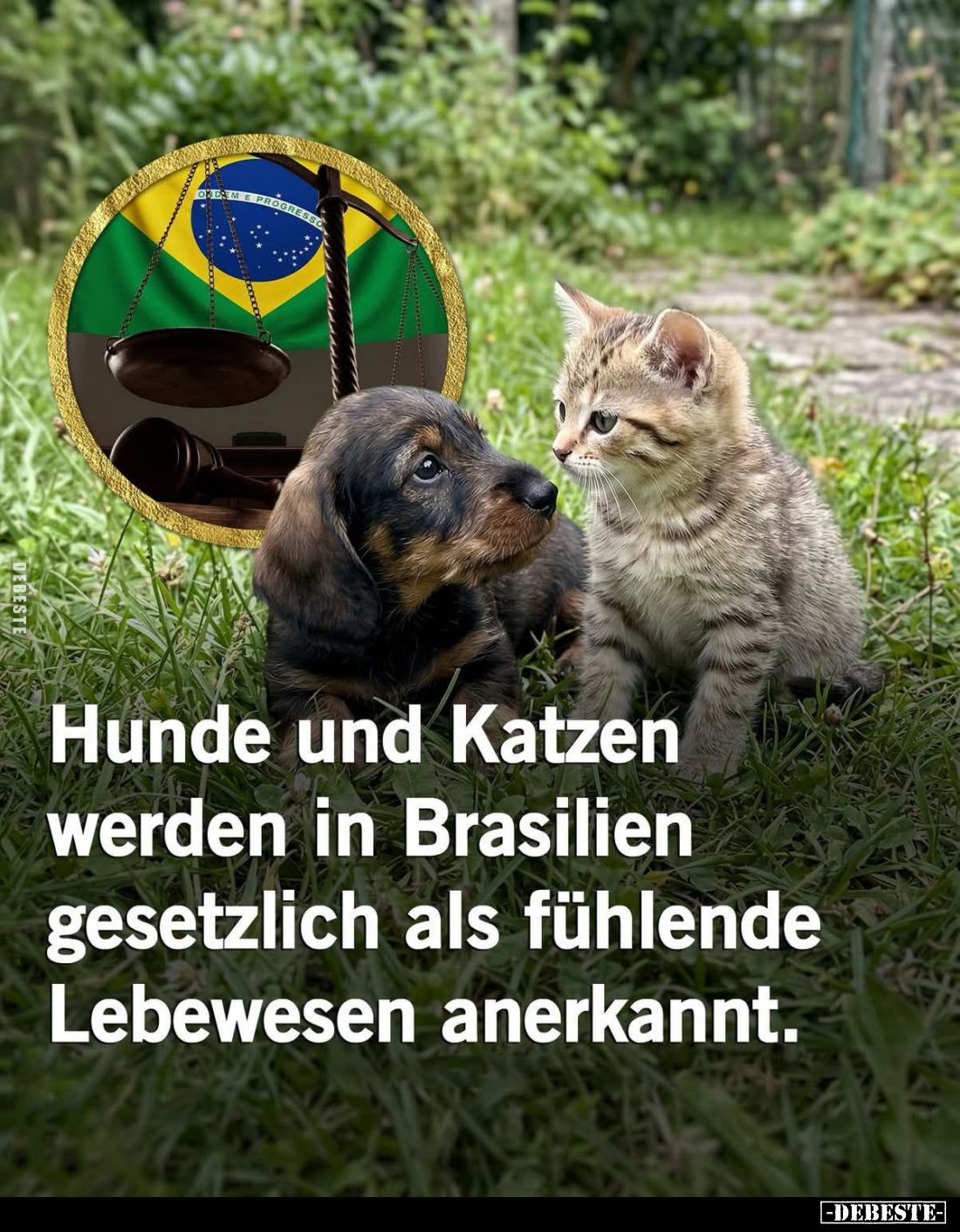 Hunde und Katzen werden in Brasilien gesetzlich als fühlende Lebewesen anerkannt.